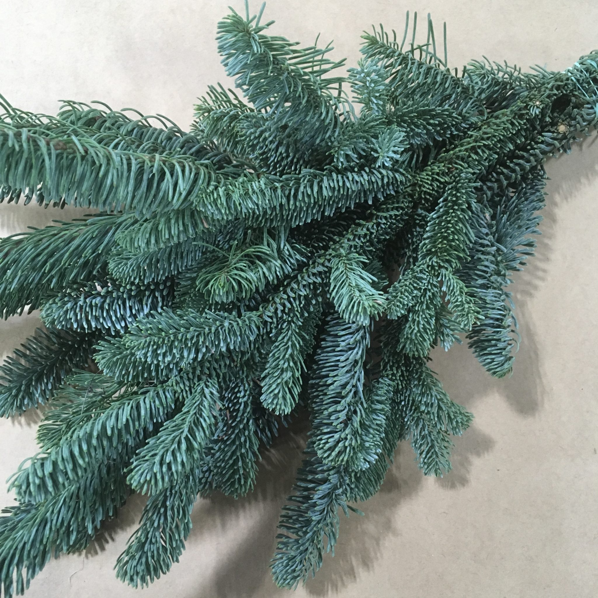 GREENS BUNCHED- NOBLE FIR BOUGHS | Cupp & Cupp